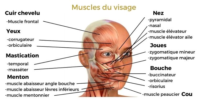 yoga_du_visage_muscles